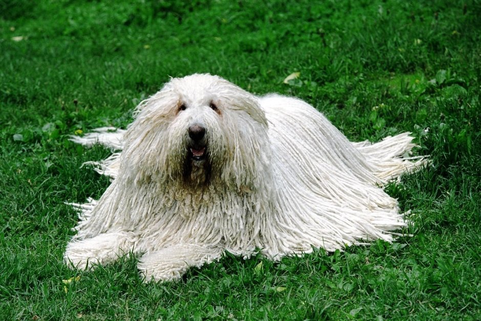 Комондор венгерская овчарка