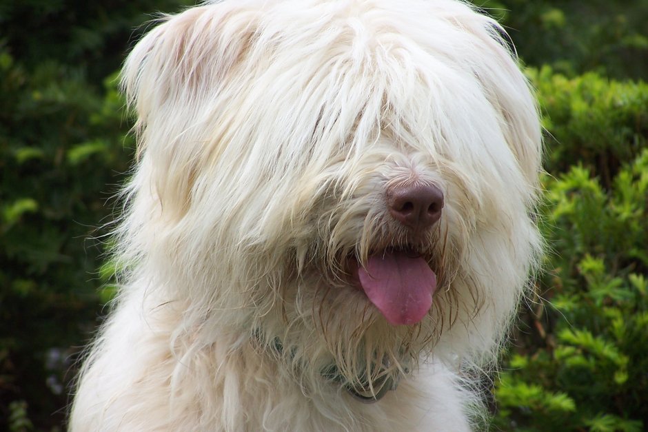 Сапсари порода собак