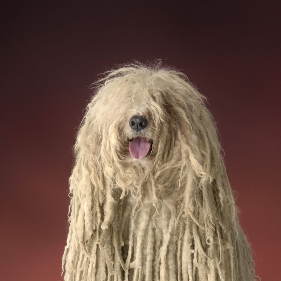 Груминг собаки Комондор