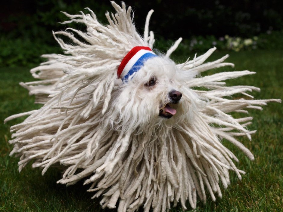 Венгерская овчарка Командор