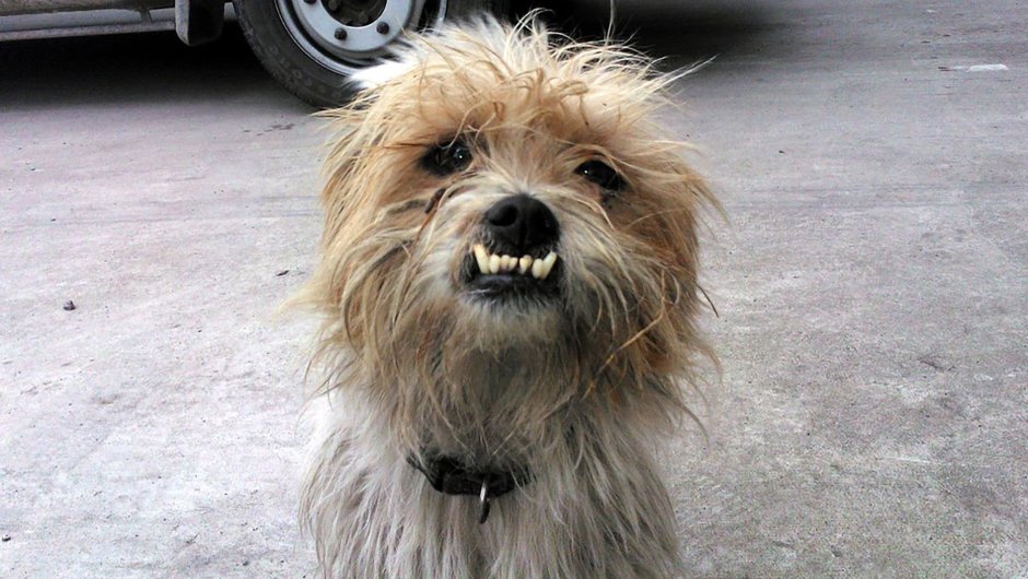 Лохматый щенок