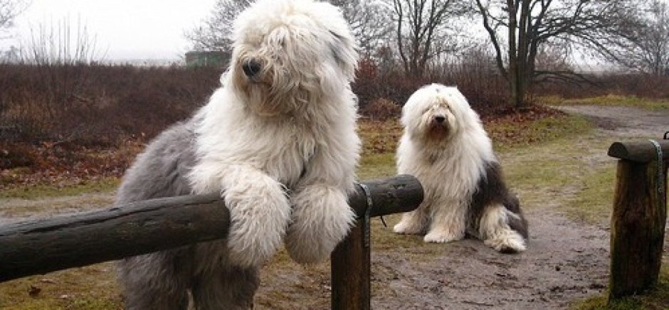 Йети собака порода