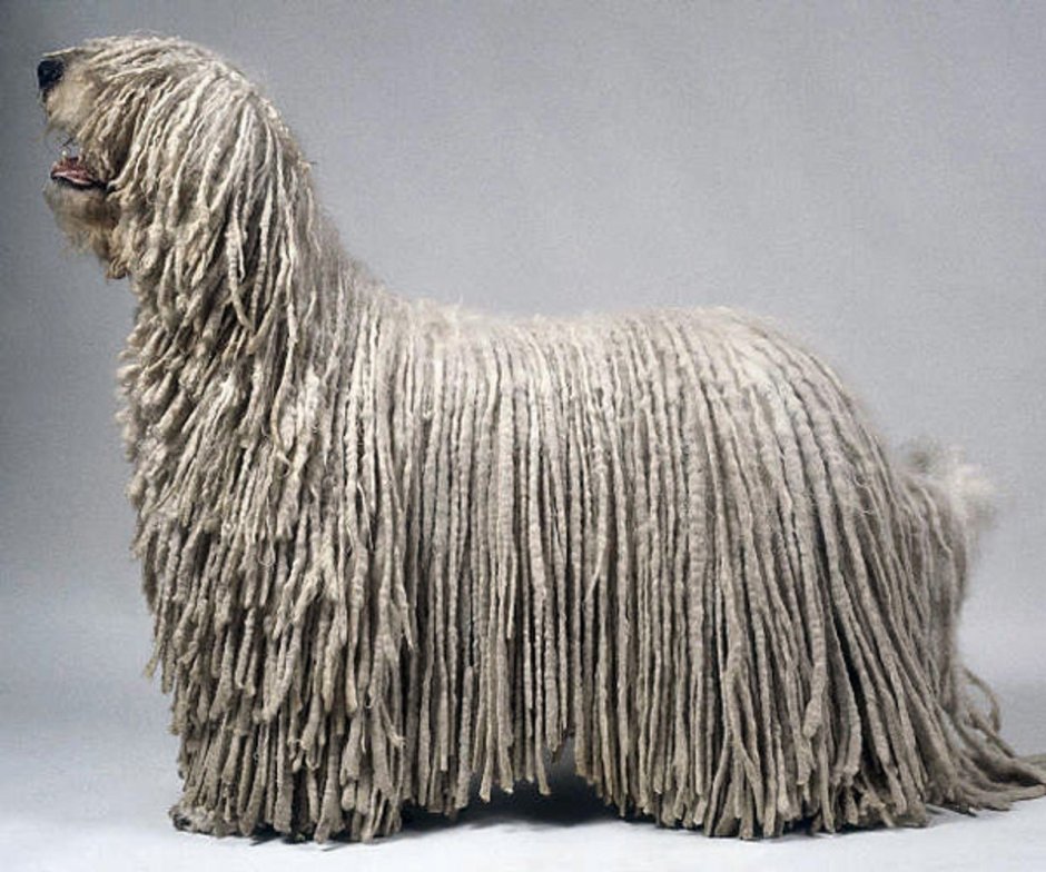 Бергамская овчарка Командор