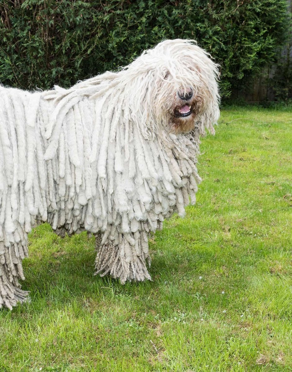 Бергамская овчарка Командор