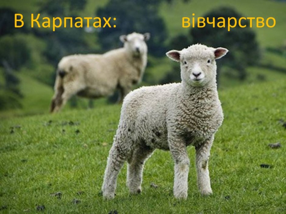 Овцы в Великобритании