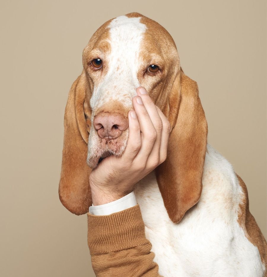 Бассет хаунд