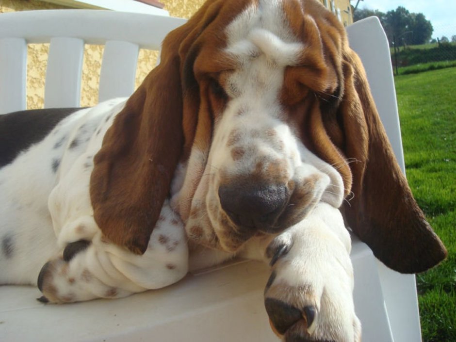 Бассет хаунд