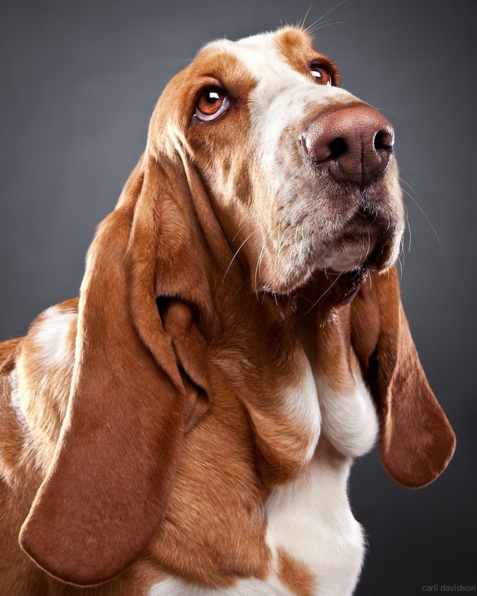 Бассет хаунд