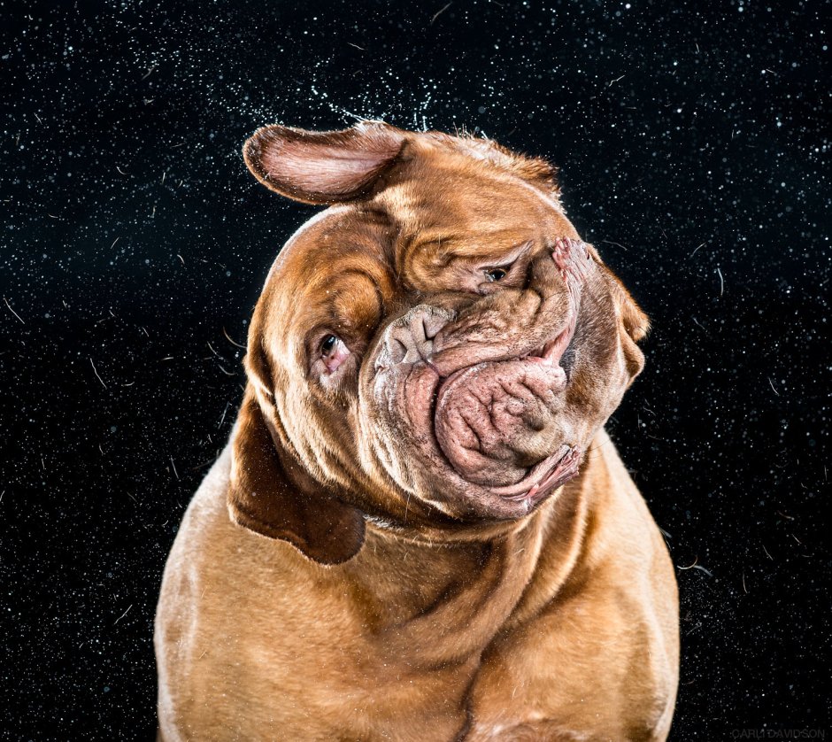 Французский мастиф