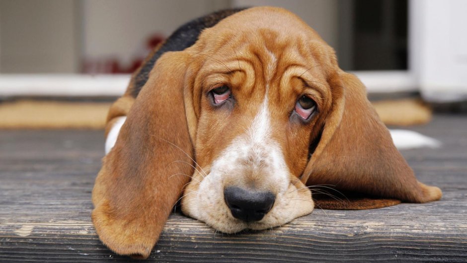 Собака с грустными глазами