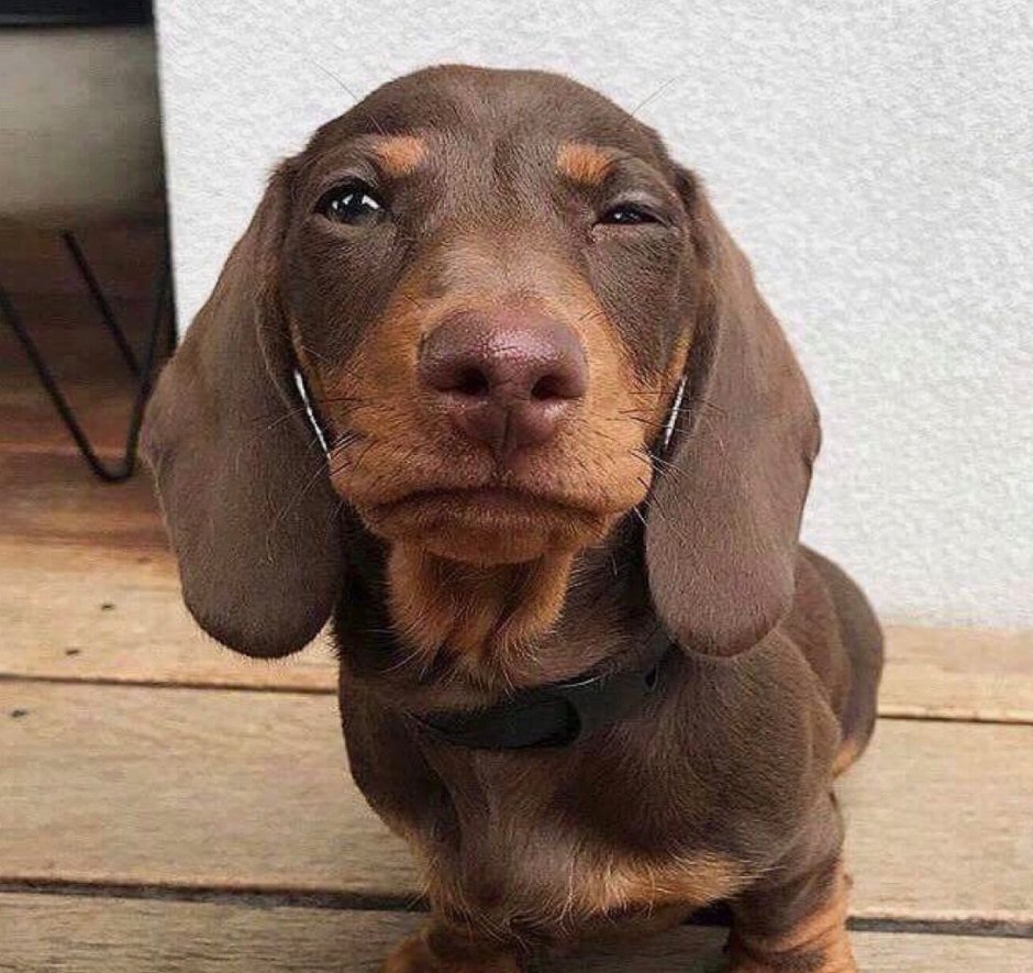 Смешная морда таксы