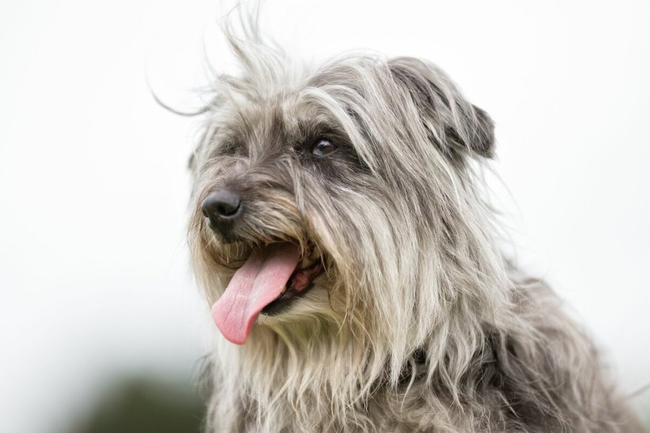 Pyrenean Shepherd