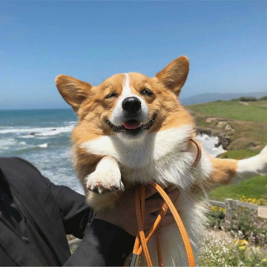 Веселый вельш корги