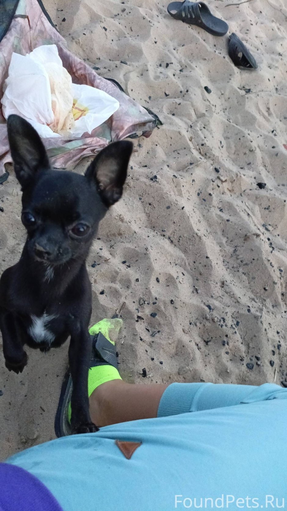 Набор породы собак