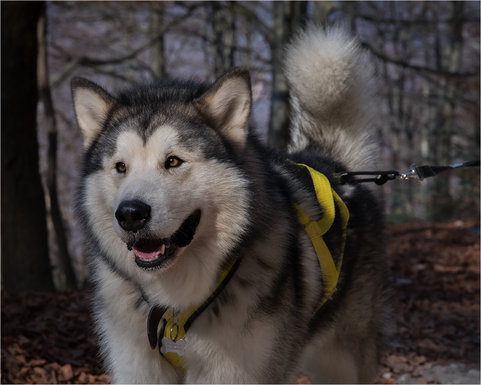 Алтайская хаски