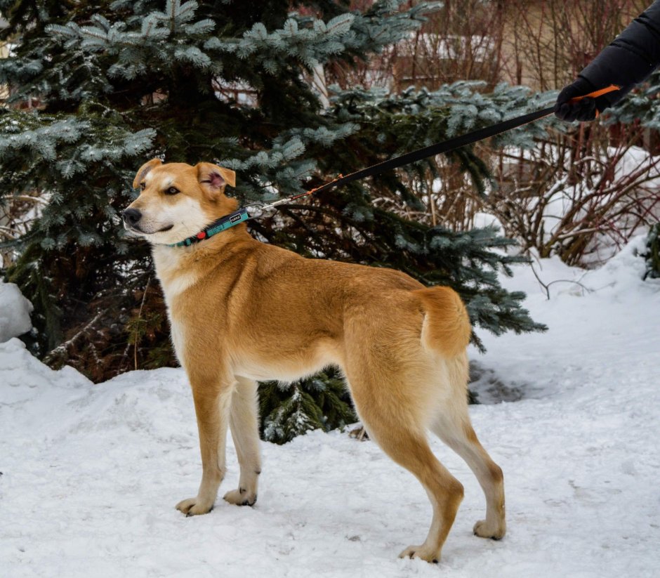 Алтай порода собак