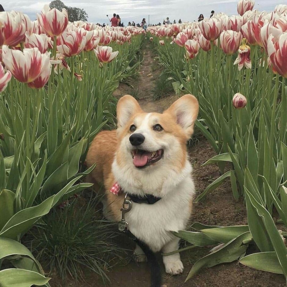 Карликовый корги