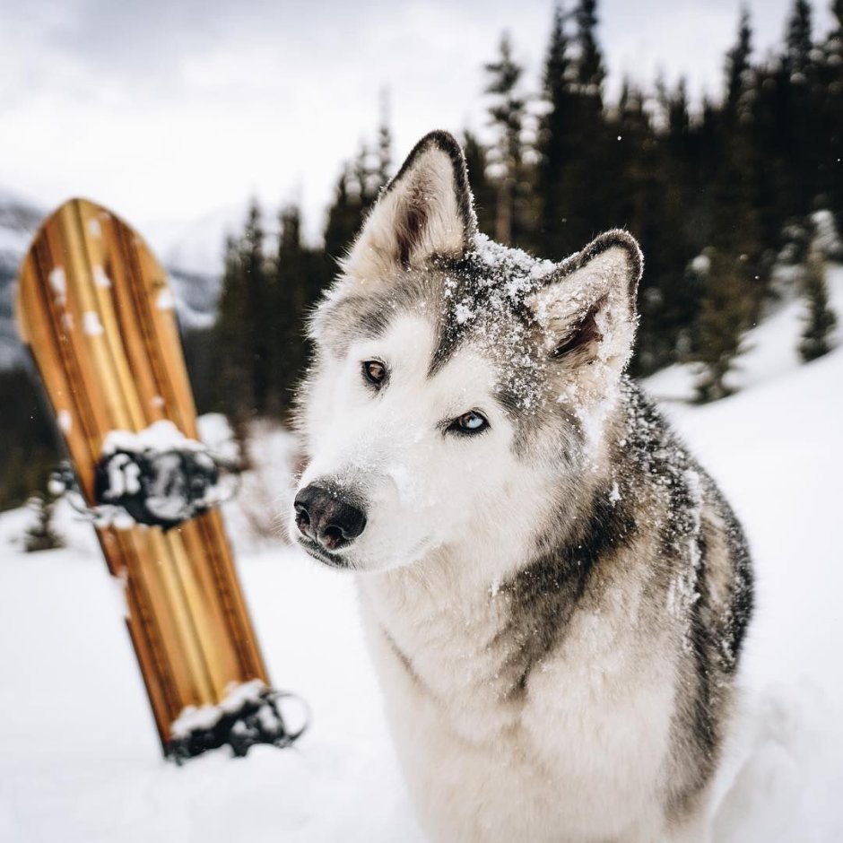 Гончие хаски Аляски
