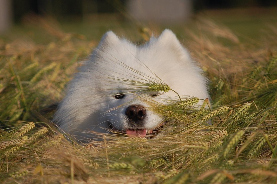 Белые Шпицы маламут