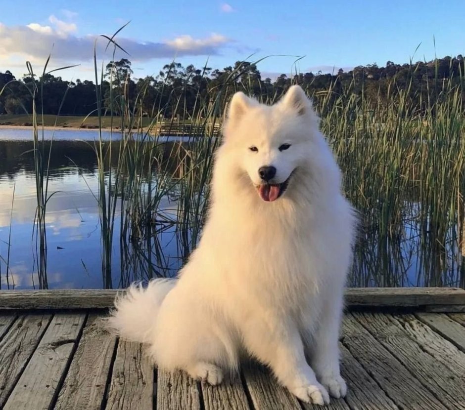 Самоедская лайка