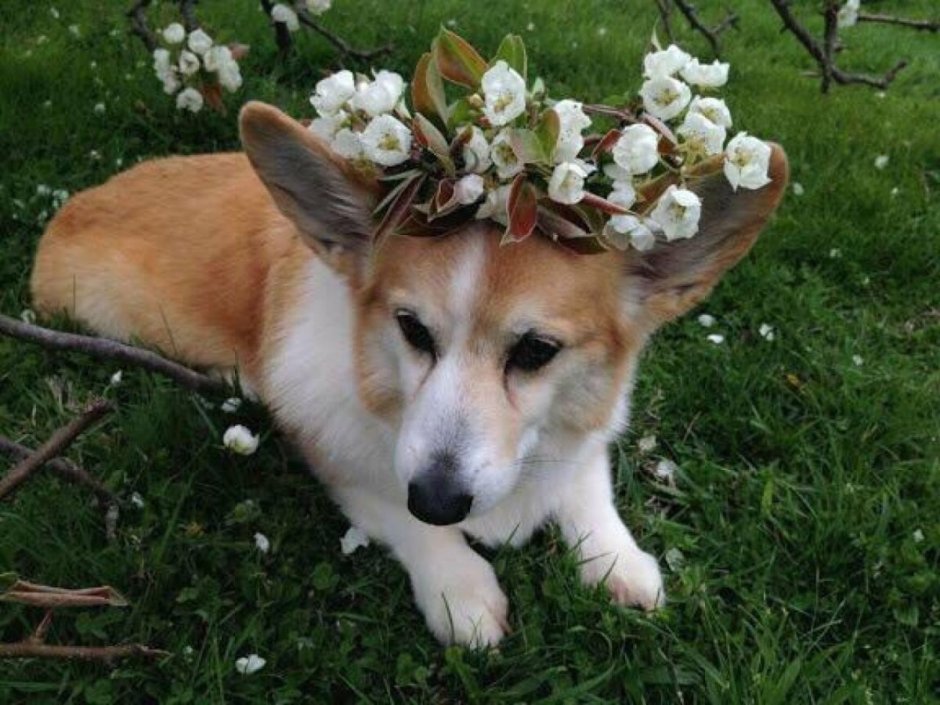 Эстетика собак корги