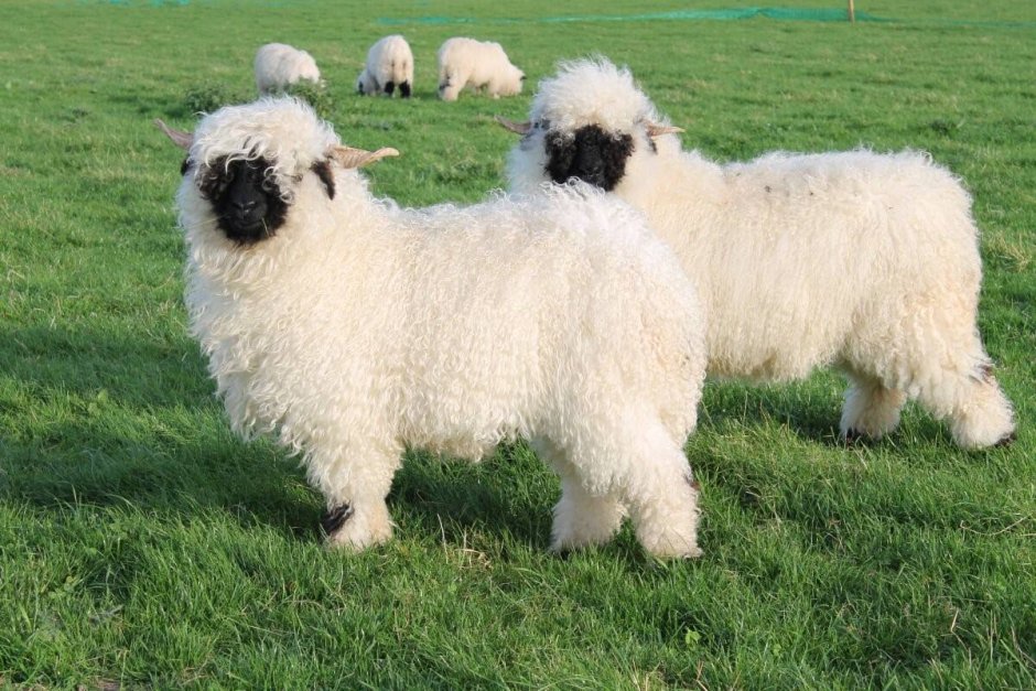 Valais Sheep