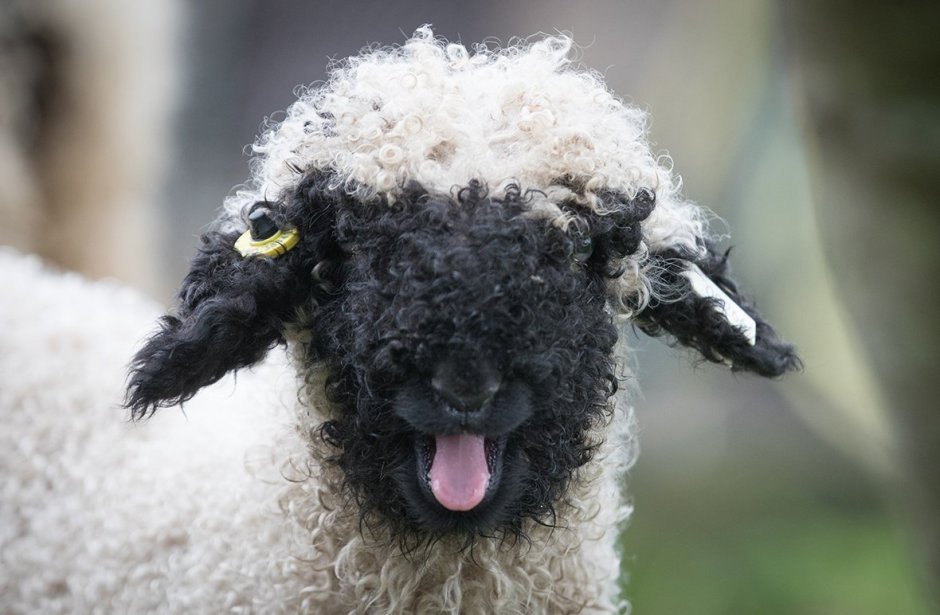 Blacknose Sheep