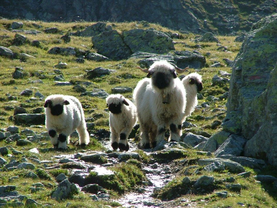 Valais Blacknose