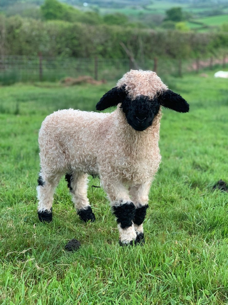 Valais Blacknose Sheep