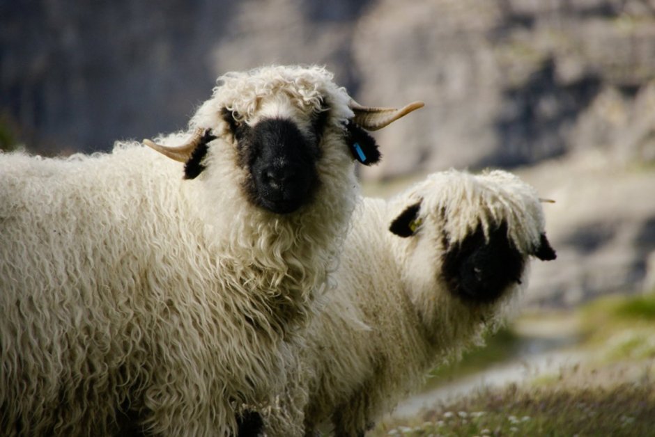Овцы породы Valais Blacknose