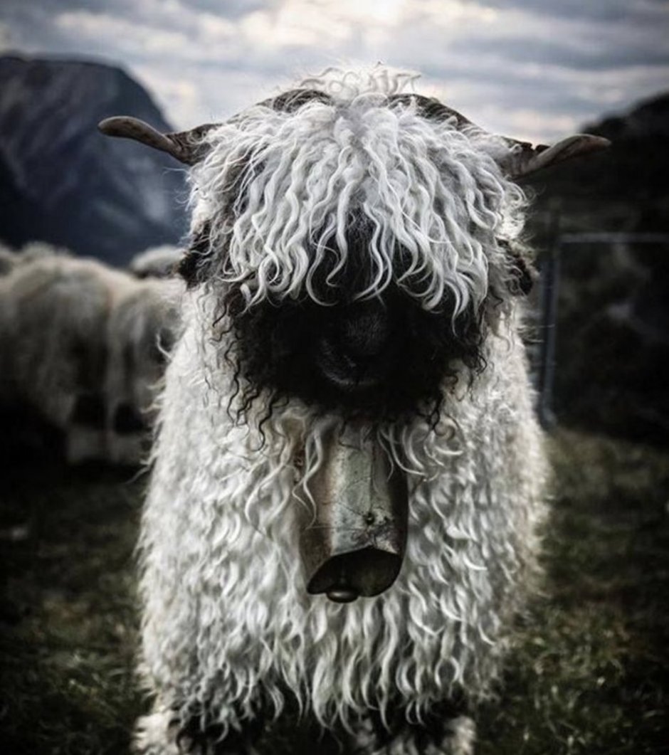 Черноносые Valais Blacknose