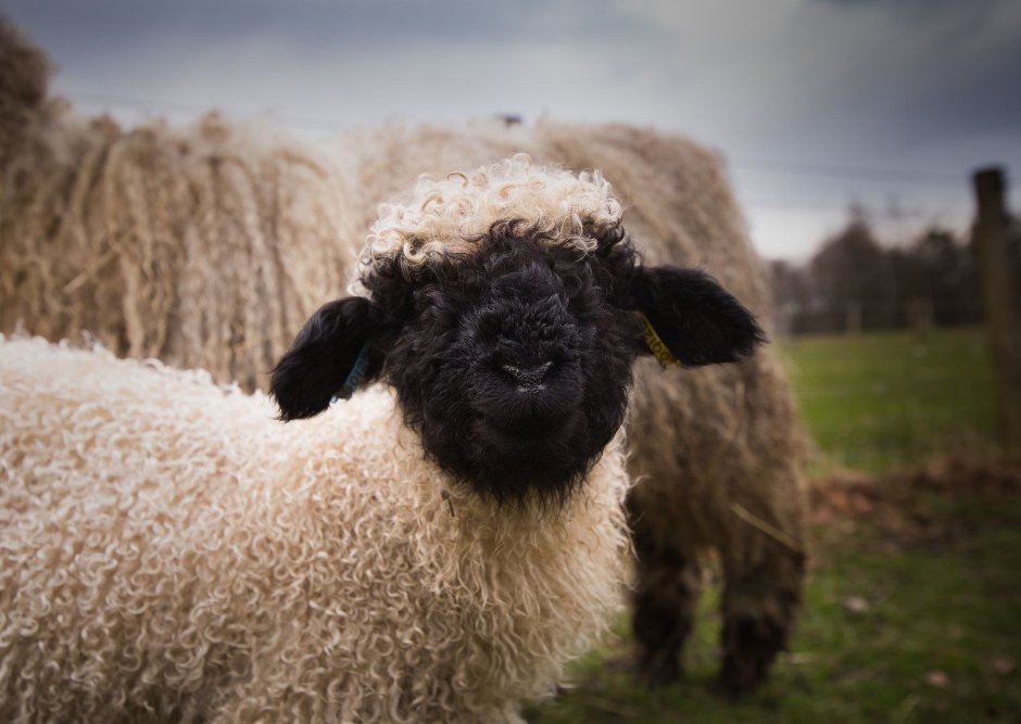 Овцы породы Valais Blacknose