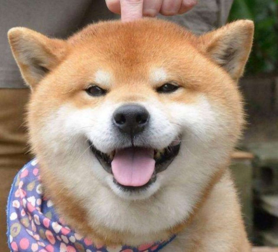 Сиба ину
