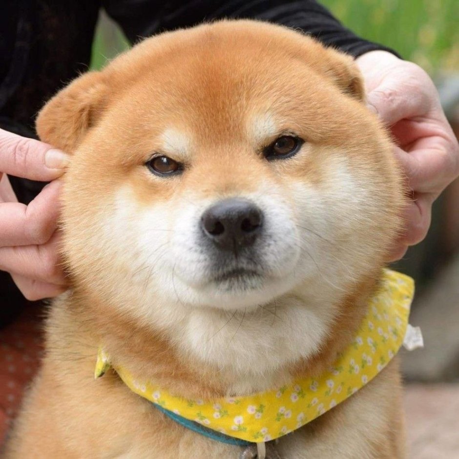 Сиба ину