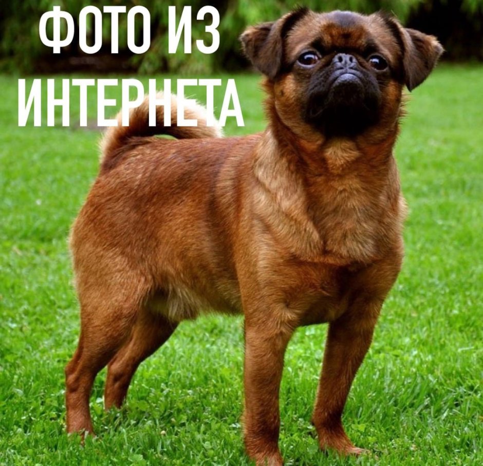 Порода собак Пти брабансон