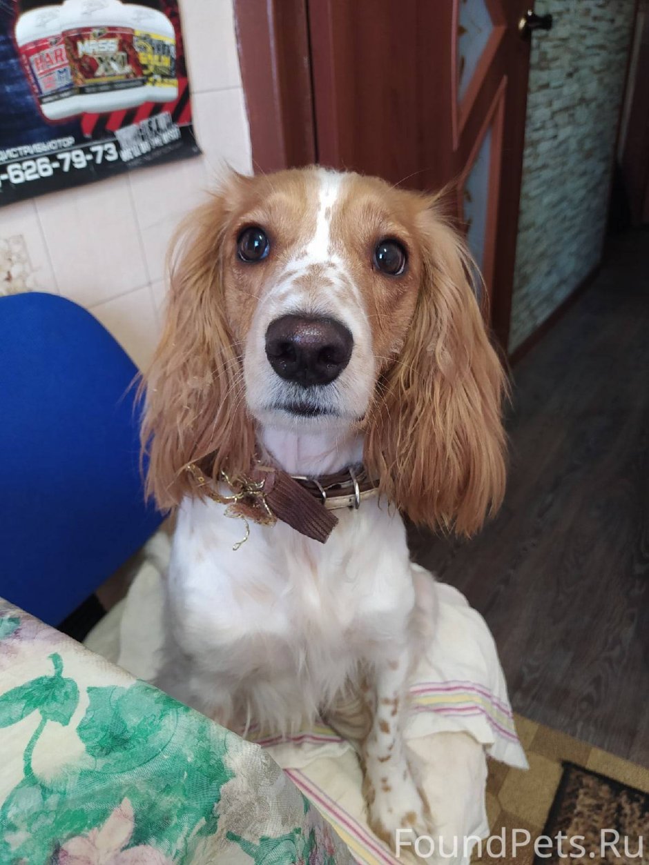 Спаниель Джесси