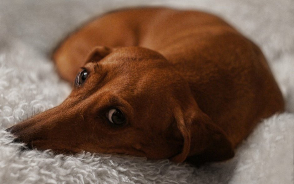 Собака такса рыжая