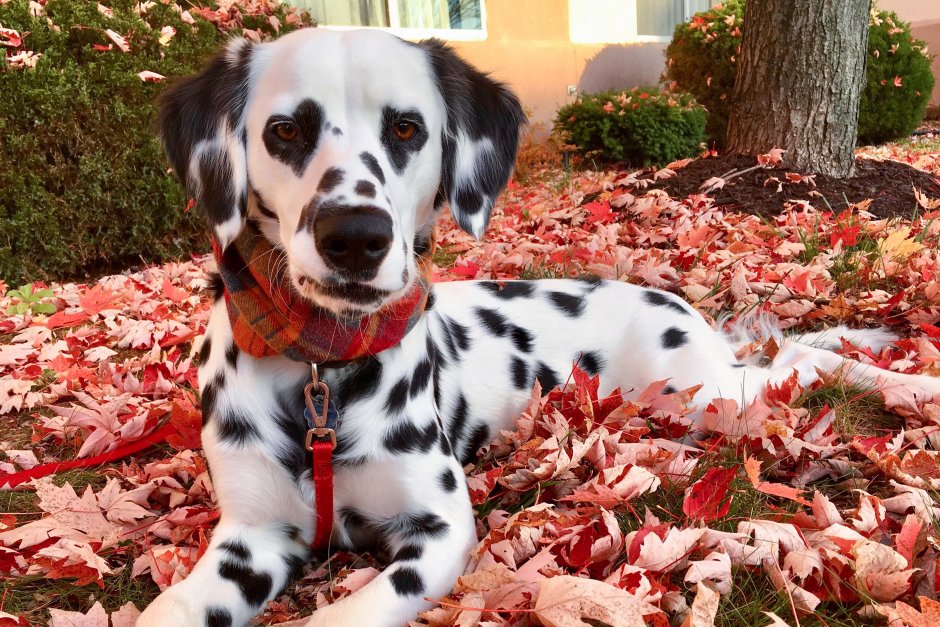 Порода собак Далматин