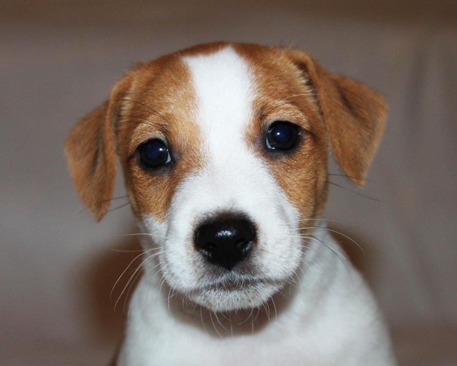 Джек Рассел гладкошерстный