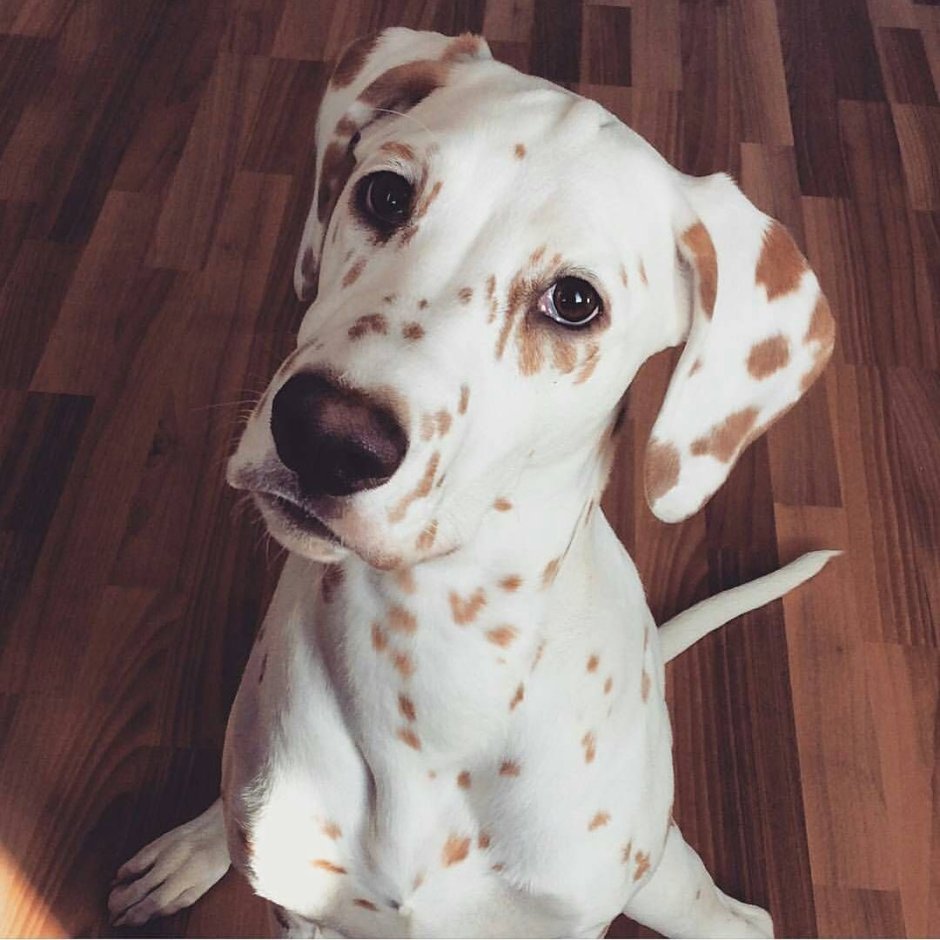 Лимонный Далматин