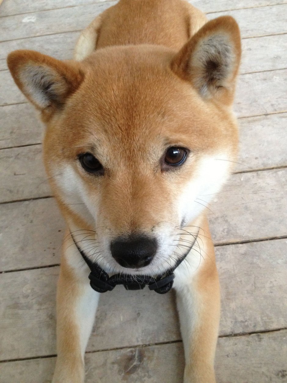 Карликовая сиба ину рыжая
