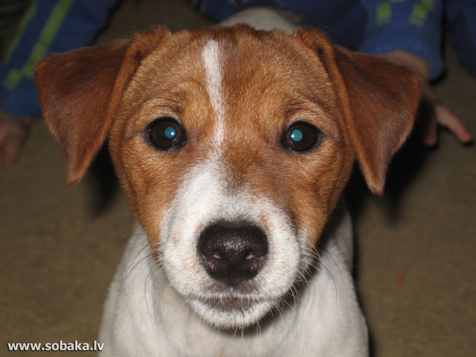 Джессика Джек Рассел