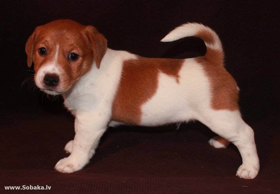 Джек Рассел