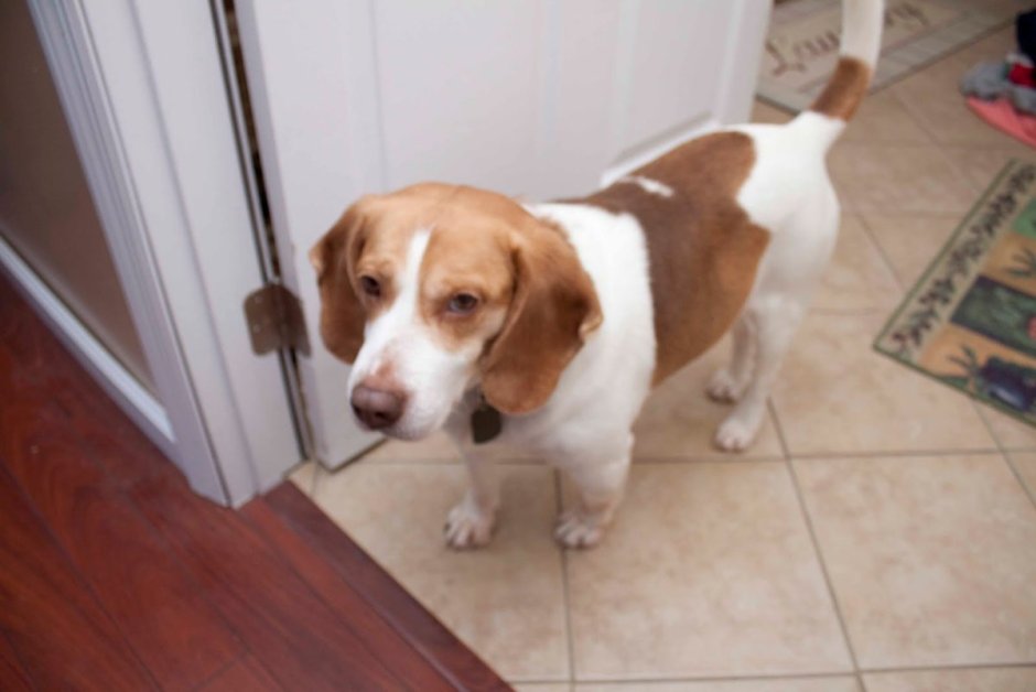 Собака белая с рыжими пятнами