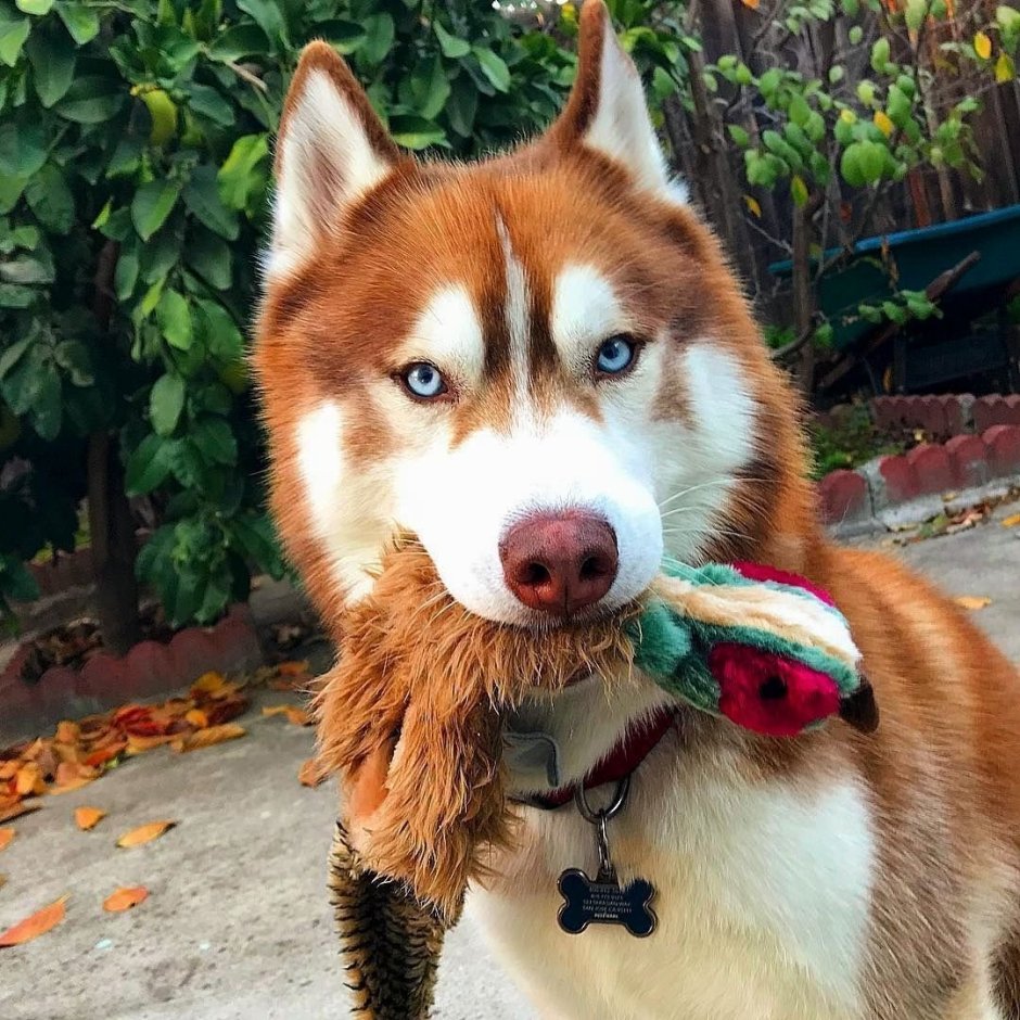 Сибирский хаски медный