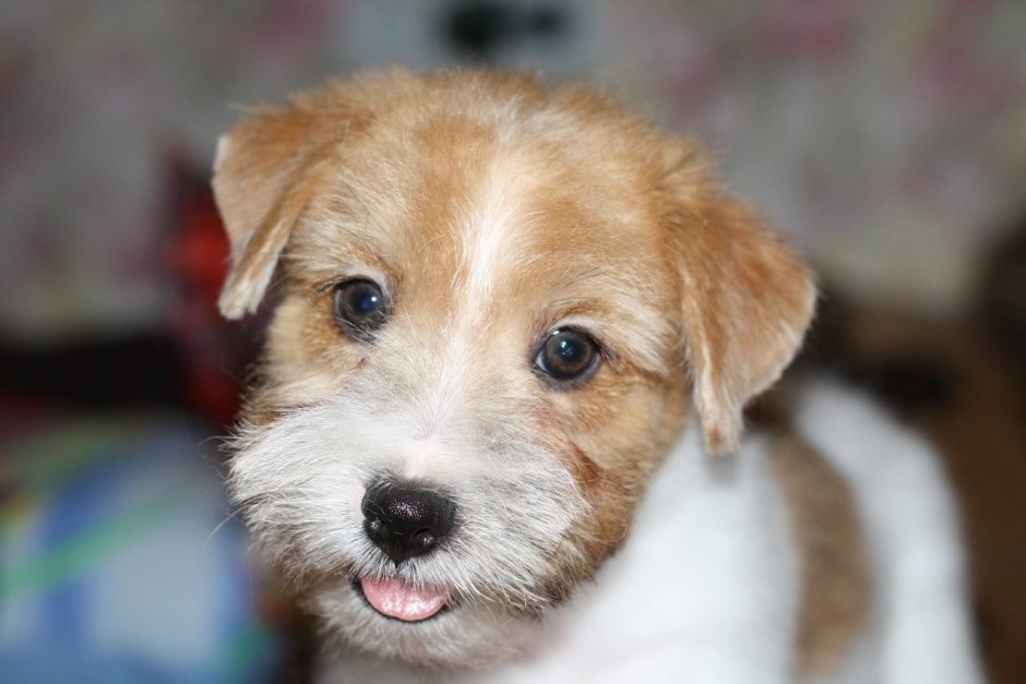 Джек Рассел терьер дворняга