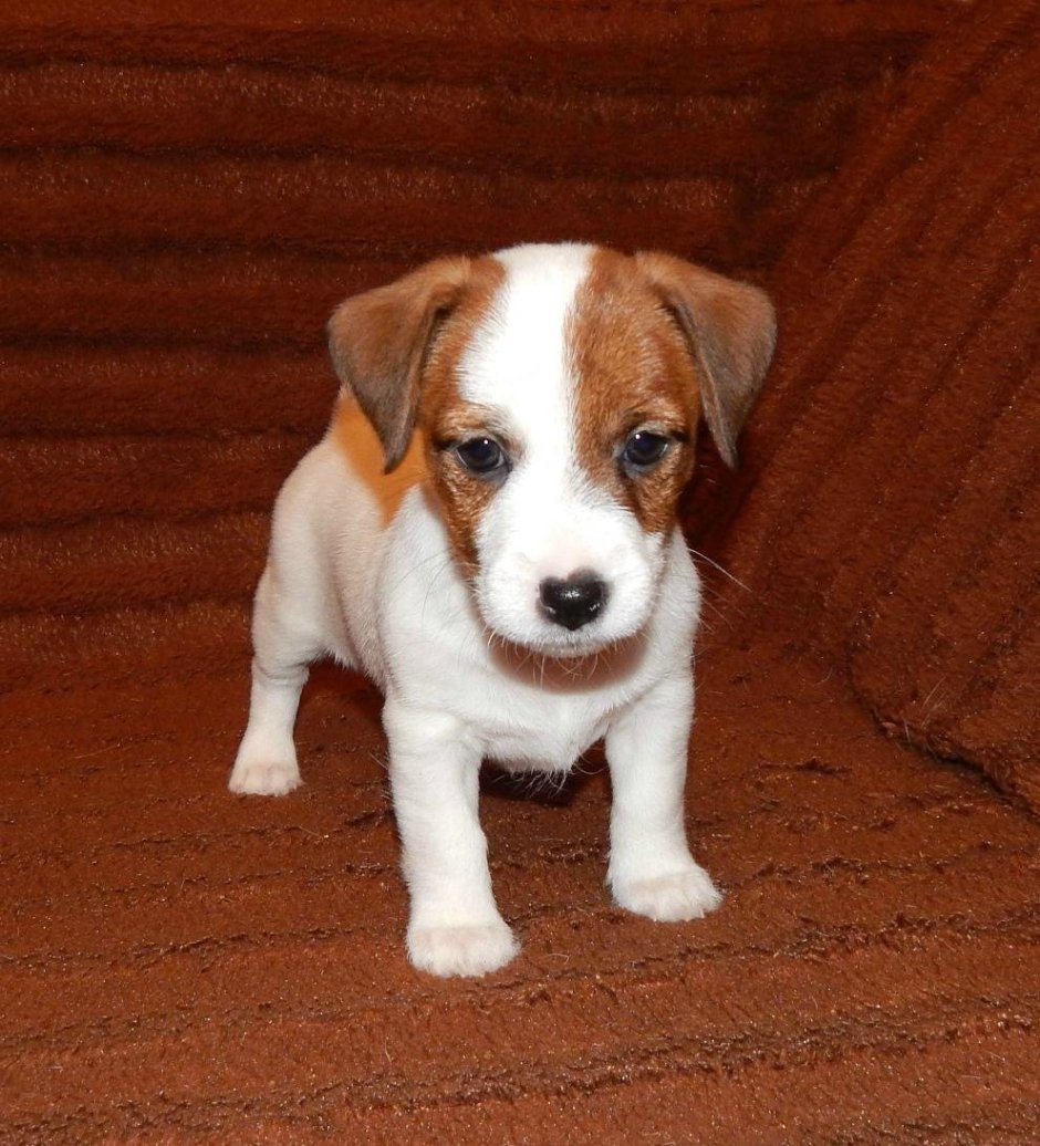 Джек-Рассел-терьер щенок