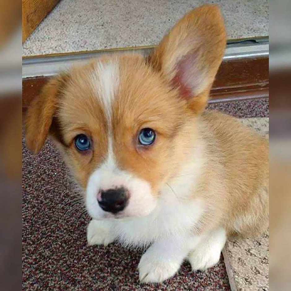 Вельш корги пемброк голубоглазый