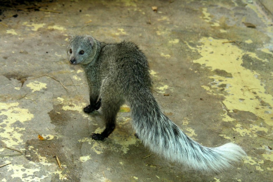 Ichneumia albicauda