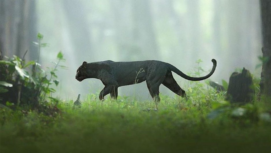 Panthera zdanskyi